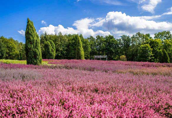 Lueneburg Heath study site